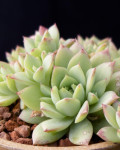 Graptopetalum macdougallii