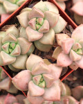 Graptopetalum mendozae