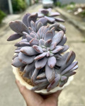 Graptopetalum 'Murasaki Cristatum'