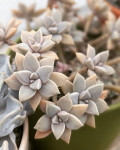 Graptopetalum occidentale