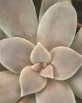 Graptopetalum pentandrum