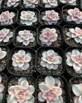 Graptopetalum 'Purple Delight Variegatum'