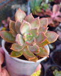 Graptopetalum pusillum