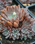 Graptopetalum rusbyi