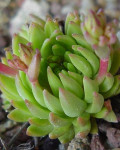 Graptopetalum saxifragoides