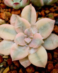 Graptopetalum superbum 'Variegatum'