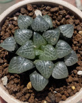 Haworthia bayeri