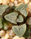 Haworthia Bruynsii