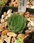 Haworthia Cooperi