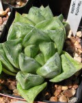 Haworthia Cuspidata