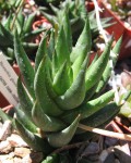 Haworthia Glauca