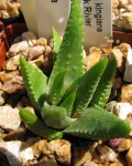 Haworthia Kingiana