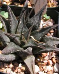 Haworthia Koelmaniorum