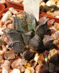 Haworthia Maraisii