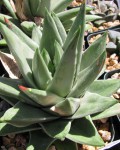 Haworthia Marginata