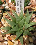 Haworthia Mirabilis