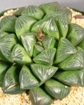 Haworthia Mutica