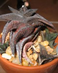 Haworthia Nigra