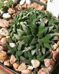 Haworthia Parksiana