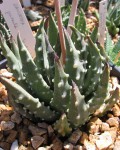 Haworthia Pumila