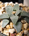 Haworthia Pygmaea