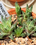 Haworthia Reticulata