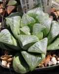 Haworthia Retusa