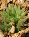 Haworthia Rossouwii