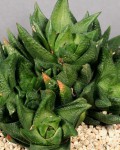 Haworthia Scabra