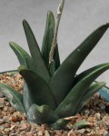 Haworthia Sordida