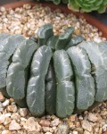 Haworthia Truncata