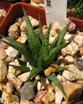 Haworthia Variegata