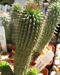 Hoodia Gordonii