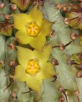 Hoodia Grandis