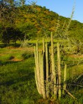 Hoodia Parviflora