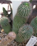 Hoodia Pilifera