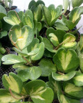 Hoya kerrii 'Reverse Variegata'