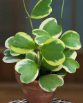 Hoya kerrii 'Variegata'