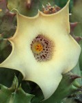 Huernia Blyderiverenis