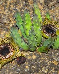 Huernia Guttata