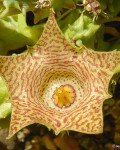 Huernia Hallii