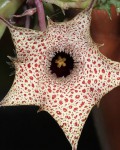 Huernia Hislopii