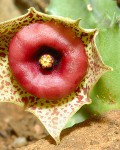 Huernia Humilis