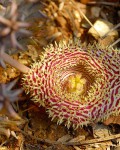 Huernia Hystrix