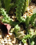 Huernia Keniensis