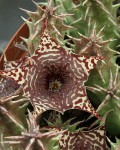 Huernia Laevis