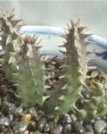 Huernia Lavrani