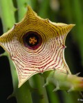 Huernia Leachii