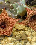 Huernia Loeseneriana