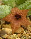 Huernia Longii